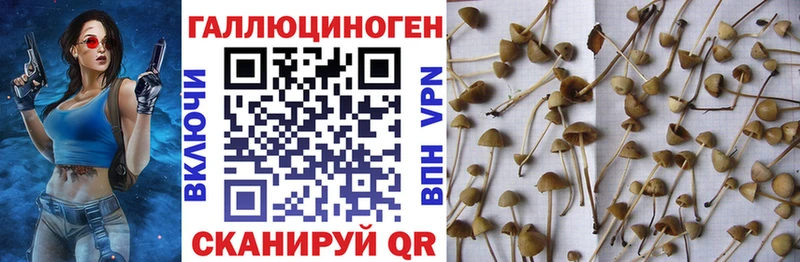 Купить  Новый Оскол  Псилоцибиновые грибы мицелий 